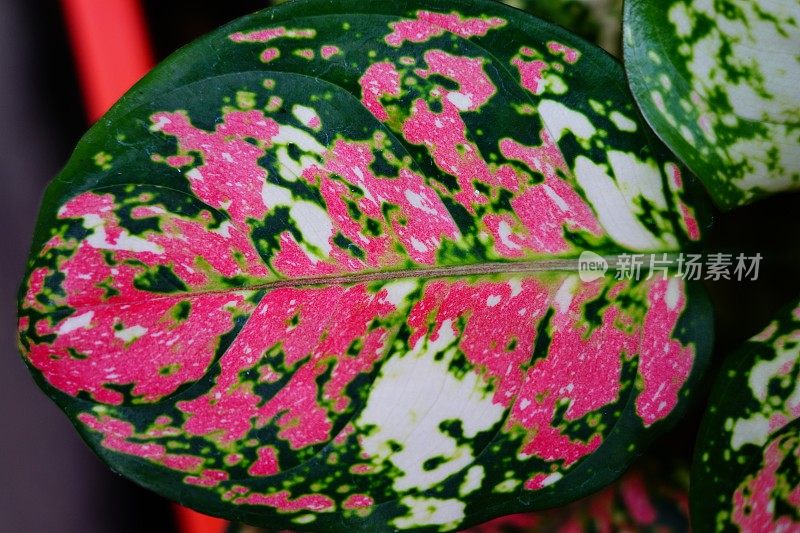 粉色和绿色的Aglaonema