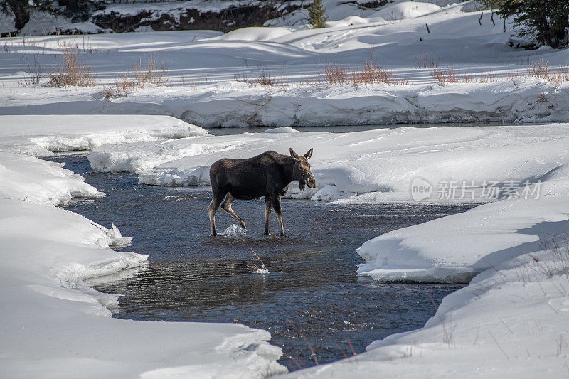 公牛驼鹿在河流中行走，四周都是雪堤
