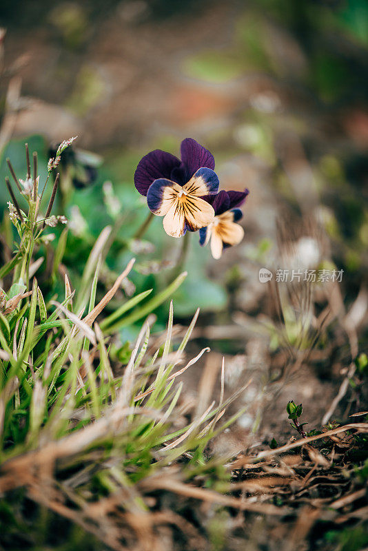 植物与花:三色堇-堇菜科