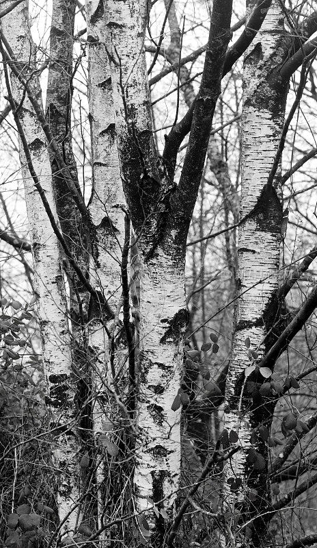 桦树树干，黑色和白色，全框架视图。