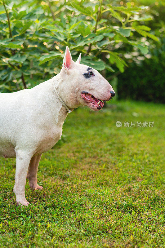 狗白色斗牛梗犬繁殖肖像特写在花园上的背景