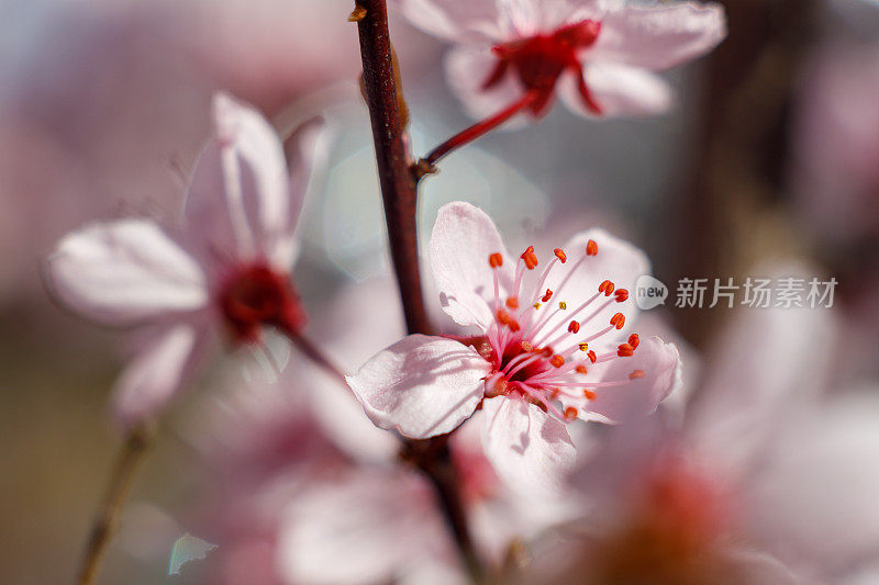 粉红色的开花樱桃集中在雄蕊上