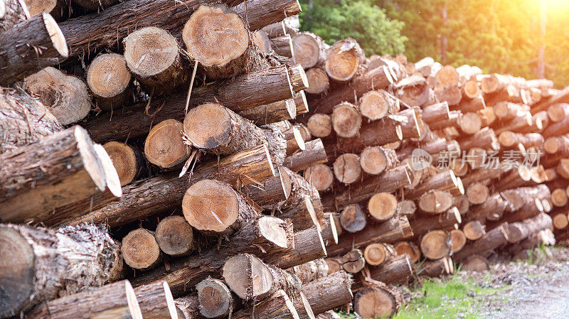 森林松树和云杉。原木树干成堆，是木材工业的木材。宽横幅或全景木树干。