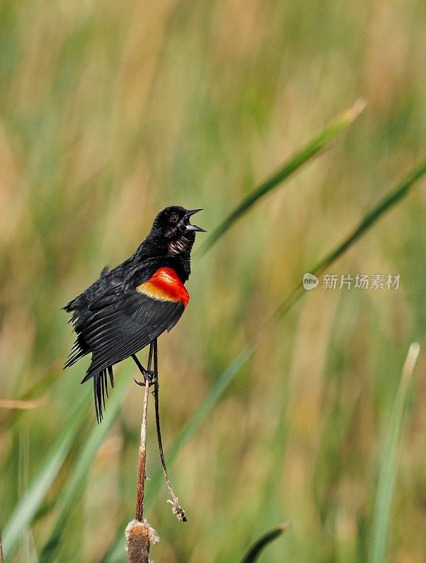 红风黑鹂在佛罗里达维埃拉湿地的高草间歌唱