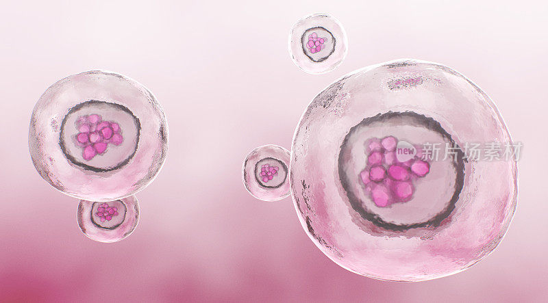 人桑椹细胞，分裂后形成的实心细胞球