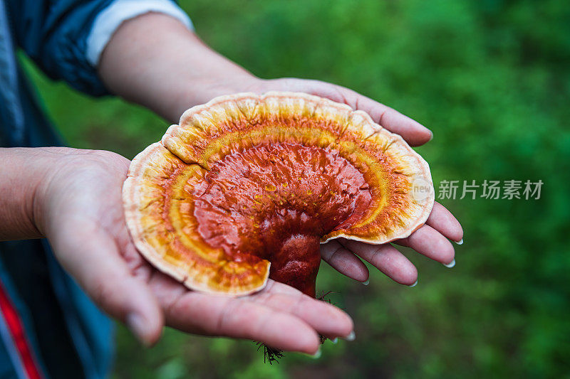 新鲜采摘的药用灵芝