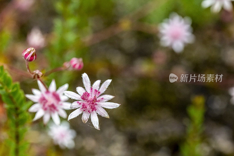 美丽和稀有的本地粉红色法兰绒花，背景与复制空间