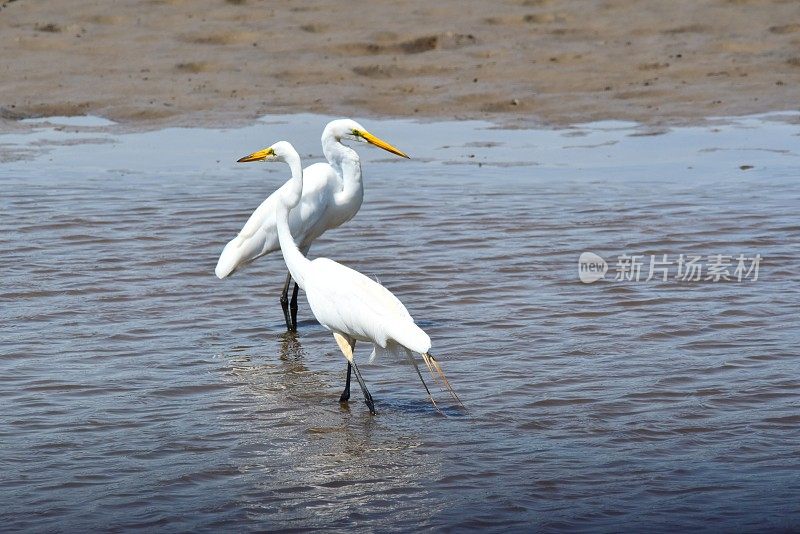 两大白鹭