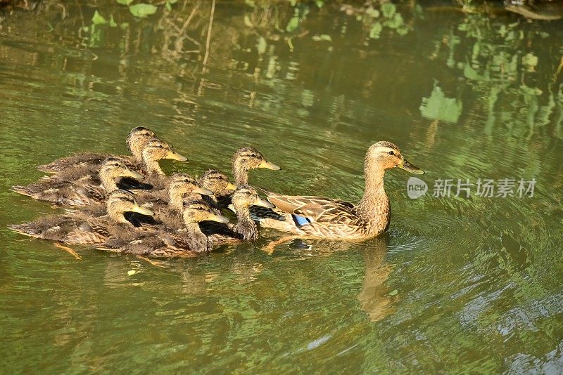 绿头鸭妈妈和九只小鸭