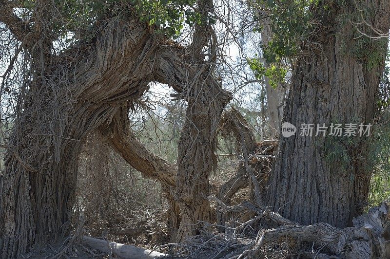 胡杨死树