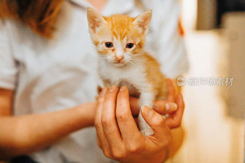 可爱的姜黄色猫躺在女人的手上。这只毛茸茸的宠物舒服地安顿下来睡觉或玩耍。可爱舒适的背景与文字的地方