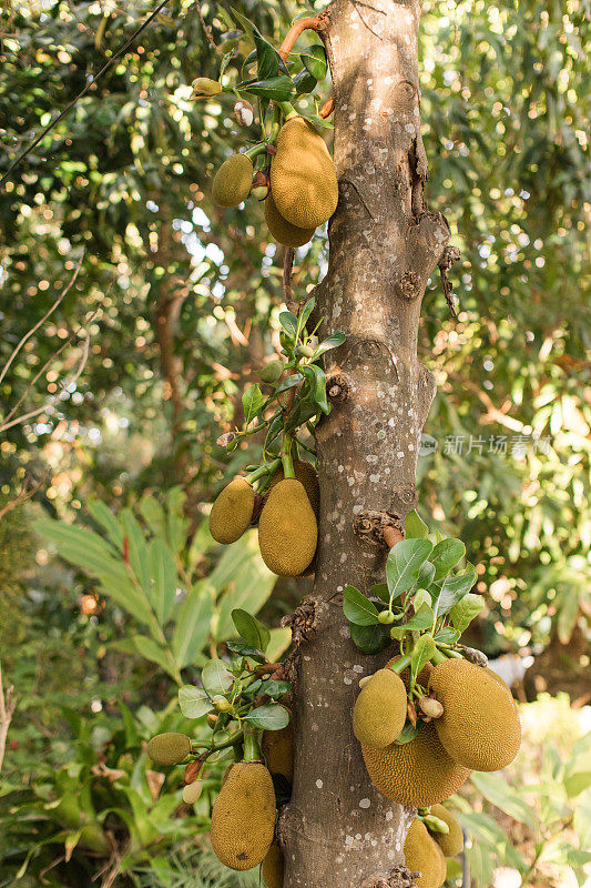 在南佛罗里达，成群的菠萝蜜生长在一棵杰克树上