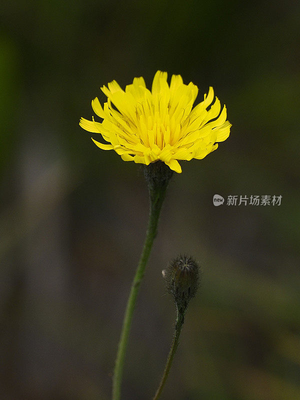 雏菊属的一朵黄花