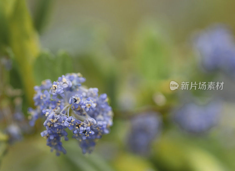 海桂花在雨中