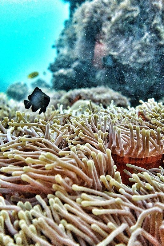 Nemo珊瑚