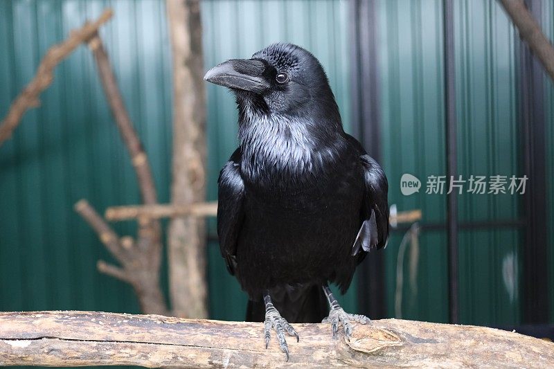 黑乌鸦在动物园的笼子里