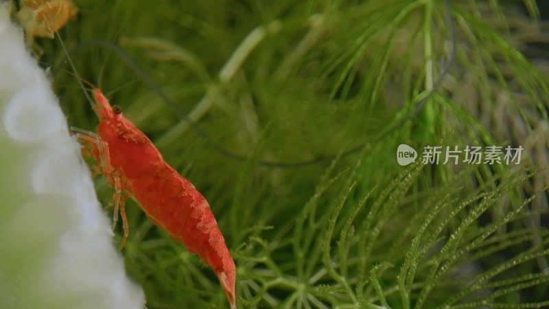 红虾在绿色植物之间游走在水中的叶子上