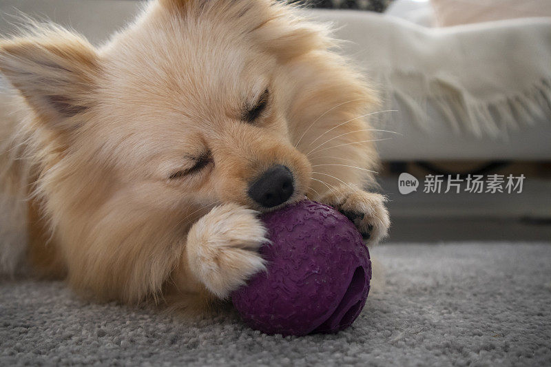 波美拉狗在家里的地毯上玩玩具