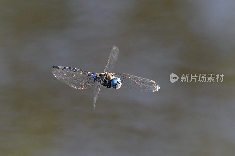 俄勒冈州威拉米特谷湿地池塘上空的蓝色蜻蜓