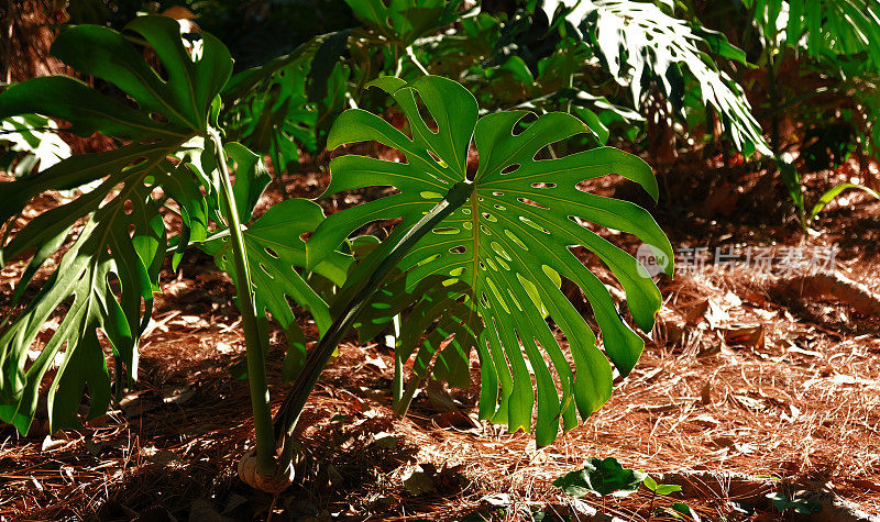 绿色叶子的植物怪兽生长在野生攀缘树丛林，热带雨林植物常绿藤蔓灌木。热带丛林树叶格局概念背景。