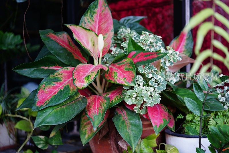 粉红色观赏植物Aglaonema