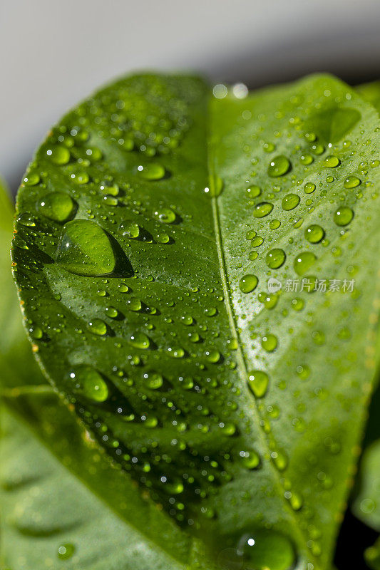 柠檬叶子上的雨滴