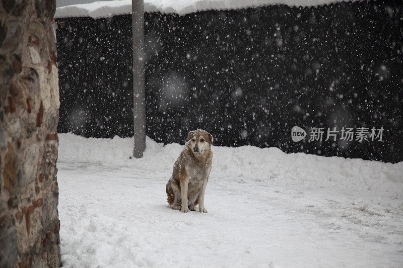 在雪中流浪的狗在历史城市伊斯坦布尔