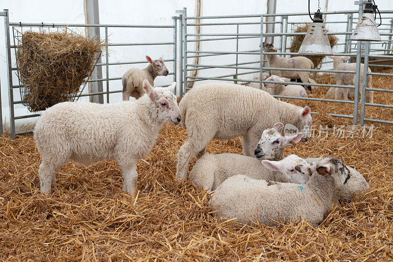 7周大的小羊羔在农场干草上休息