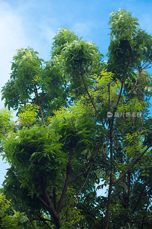 热带树梢下的天空