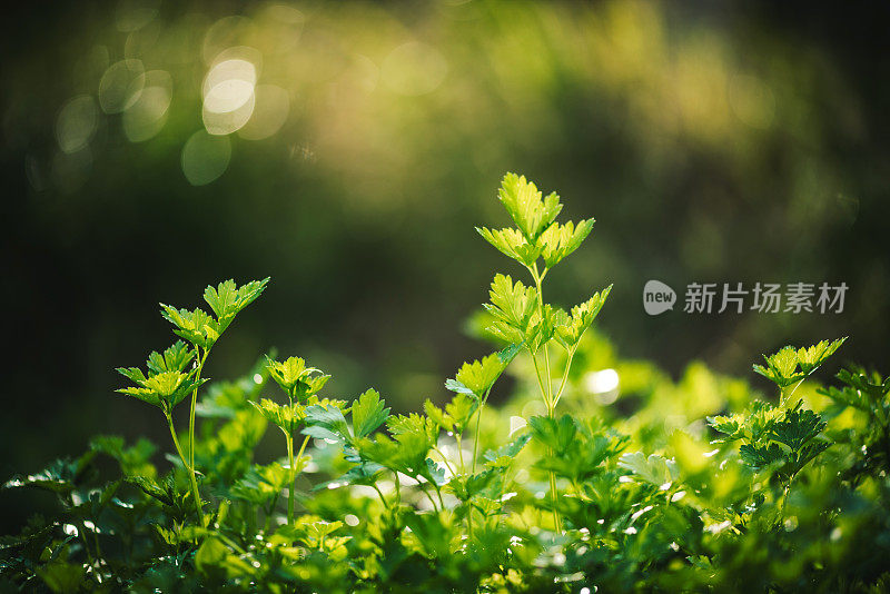 花园里新鲜的欧芹。草的花园。