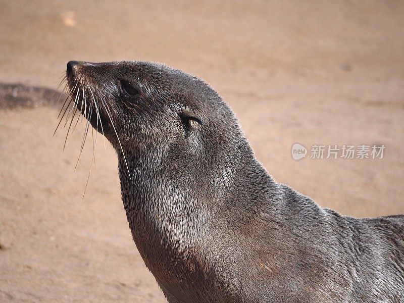 海狗走路的头