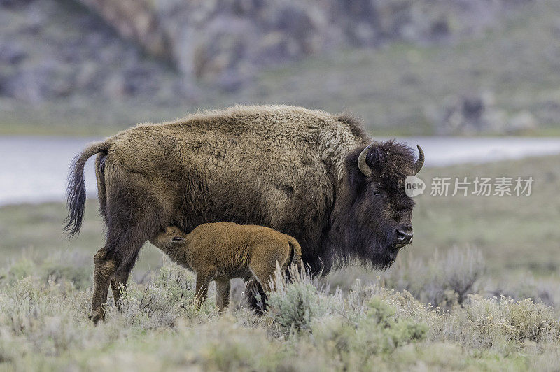美洲野牛，野牛，母野牛和幼仔正在哺乳。黄石国家公园，怀俄明州。