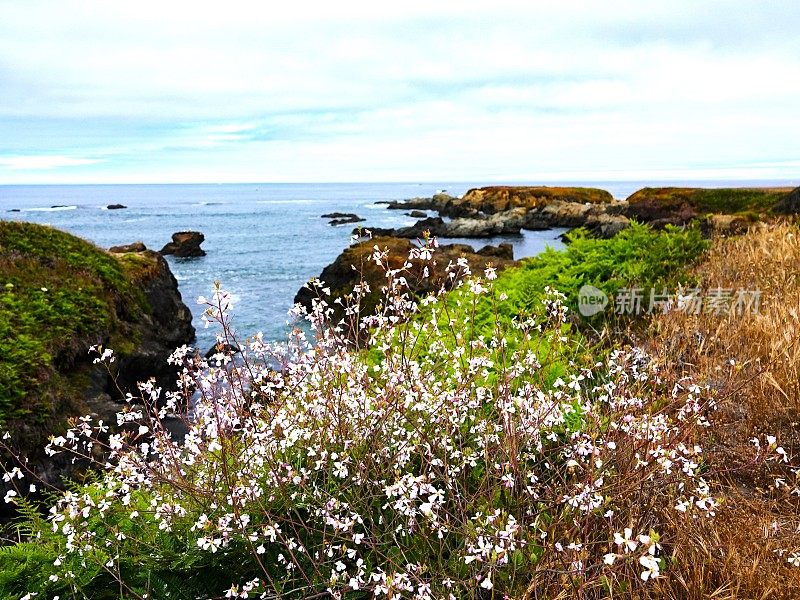 白色和粉红色的小野花在悬崖上的岩石海岸线。