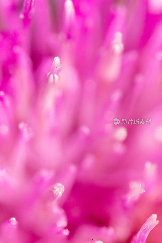 自然粉红色抽象背景，微距拍摄的粉红色花