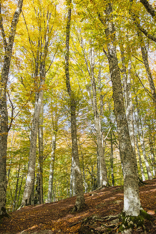 卡森廷内西森林、法尔特罗纳山和托斯卡纳坎皮尼亚国家公园的秋色