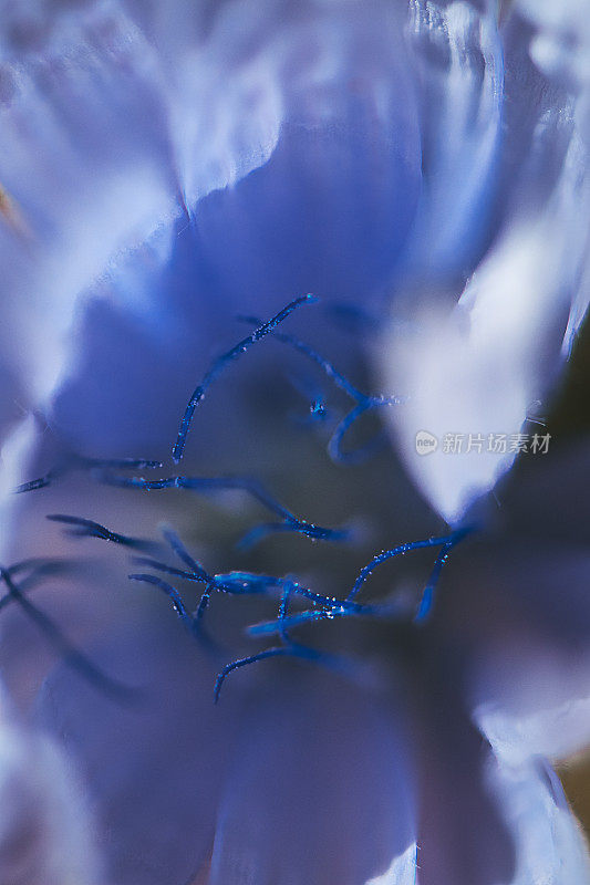 宏观背景摘要自然主题:紫色花的雌蕊的特写