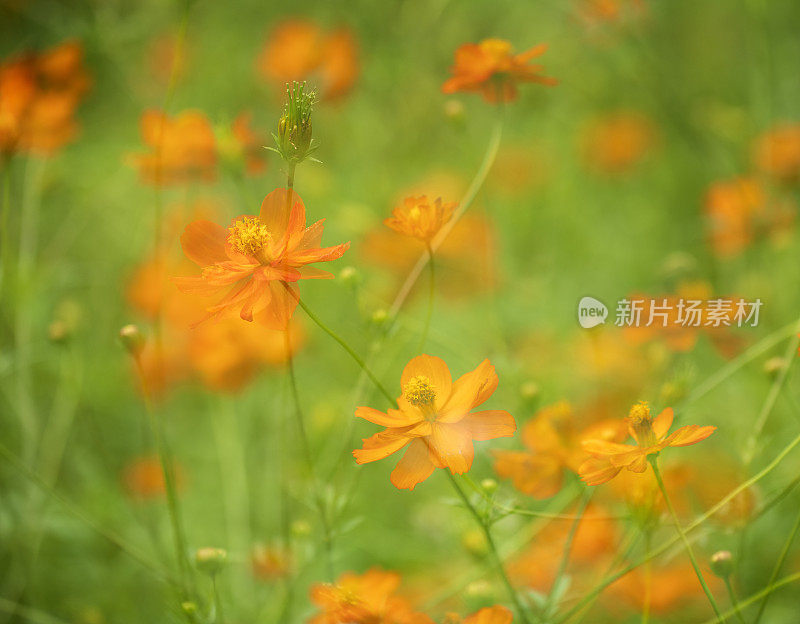 夏日花园中的波斯菊