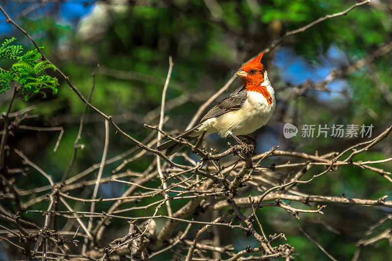 夏威夷红头鸟