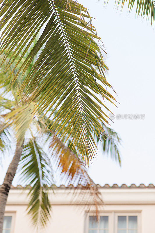 佛罗里达棕榈滩的热带绿色椰子树