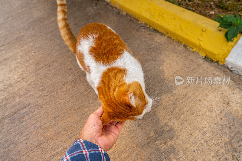 走近人类的手，和自己做爱的猫