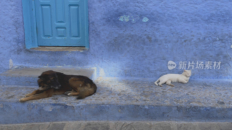 狗和在Chefchaouen，摩洛哥