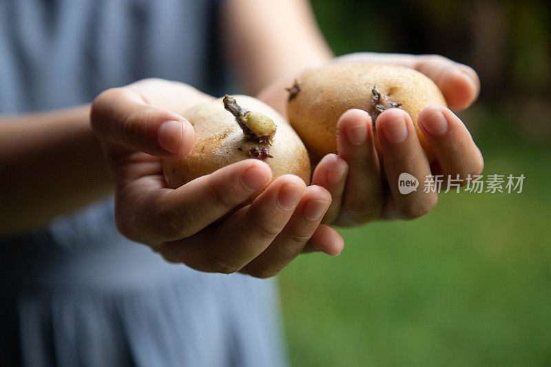 小女孩准备种发芽的土豆