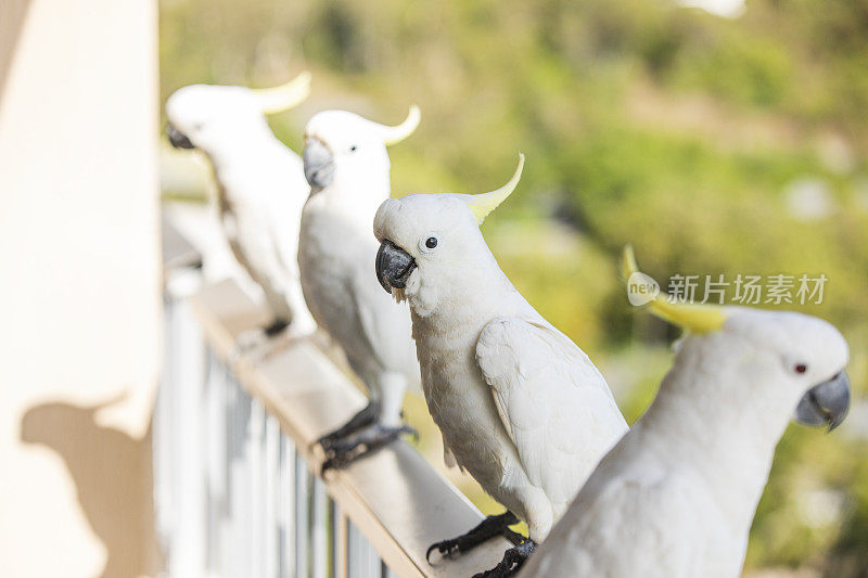 白凤头鹦鹉栖息在一排