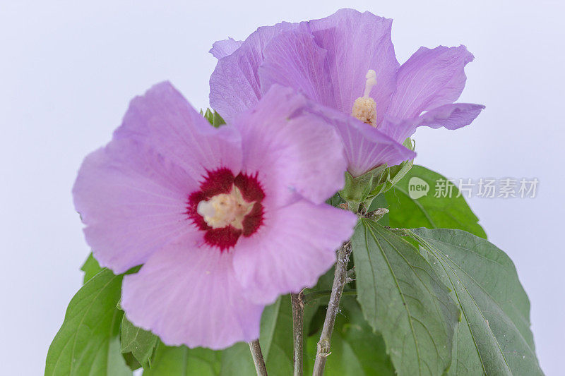 一张芙蓉花在白色背景上绽放和生长的照片。百合花盛开，芙蓉花蕾绽放。