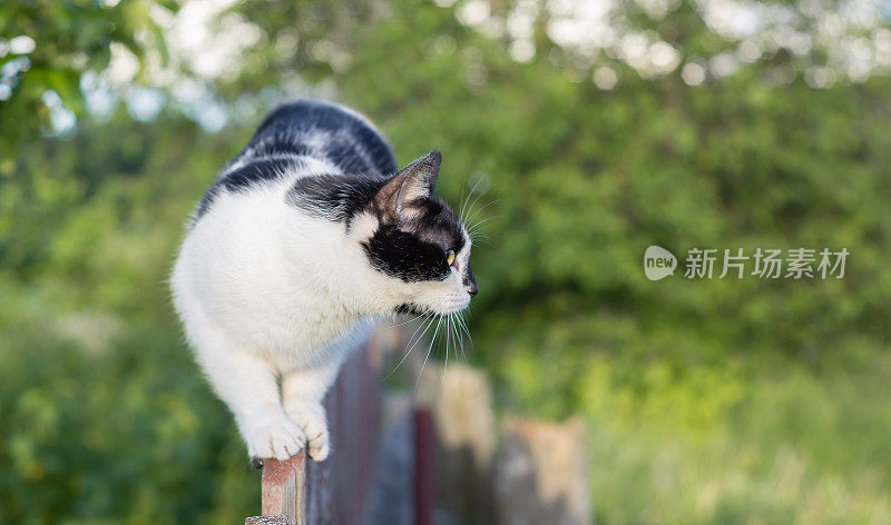 一只黑白相间的斑点猫沿着花园的木栅栏走着，看着一边。