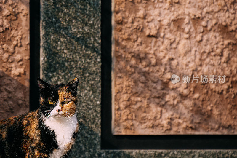 一只印花布猫站在一堵彩色的墙前