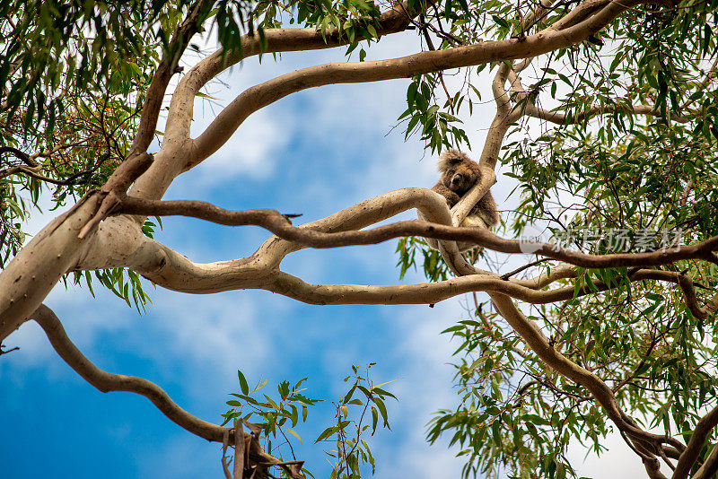 考拉站在桉树的树枝上，澳大利亚国家公园。