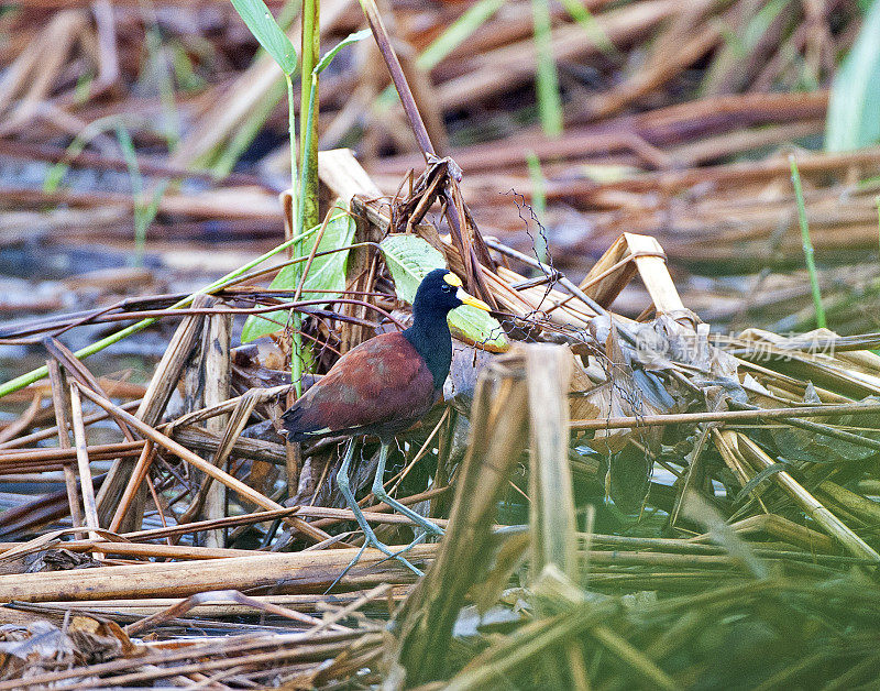 哥斯达黎加Humo港湿地地区的北部Jacana