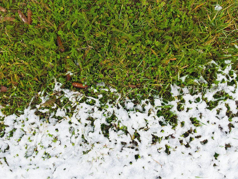 绿草地上的雪。绿色草坪上的积雪正在融化。雪的草坪。冬天。