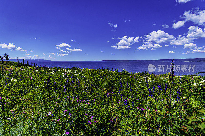 黄石湖岸边郁郁葱葱的美丽野花草地，风景秀丽